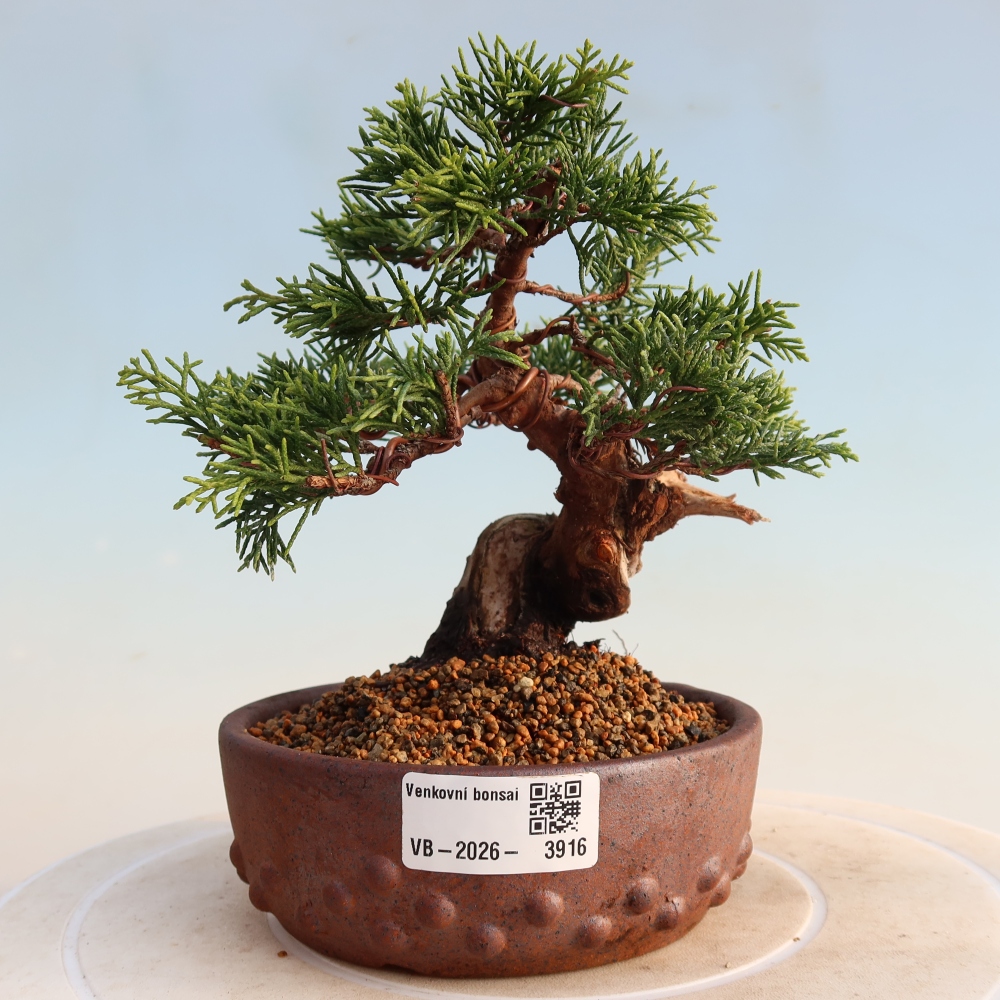 Bonsai für draußen - Juniperus chinensis Itoigawa