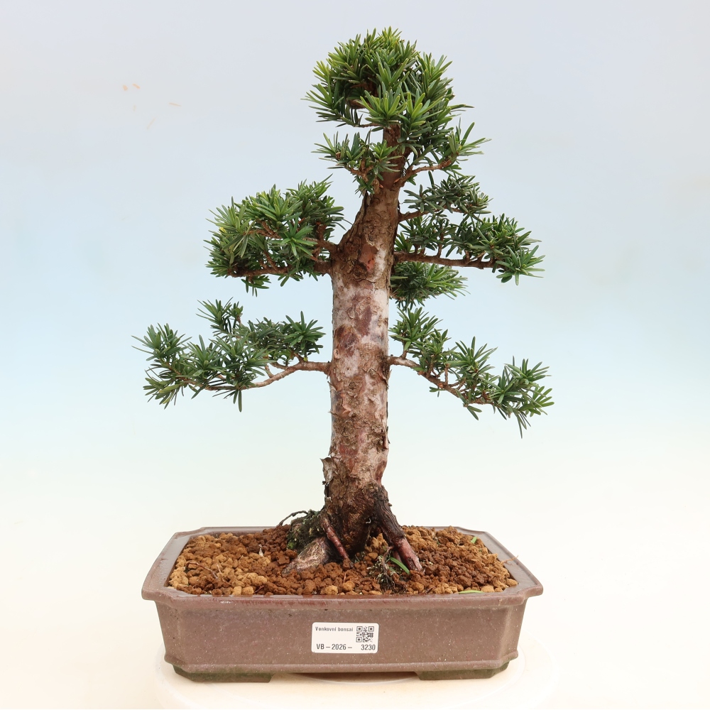 Bonsai für draußen - Taxus cuspidata - Japanische Eibe