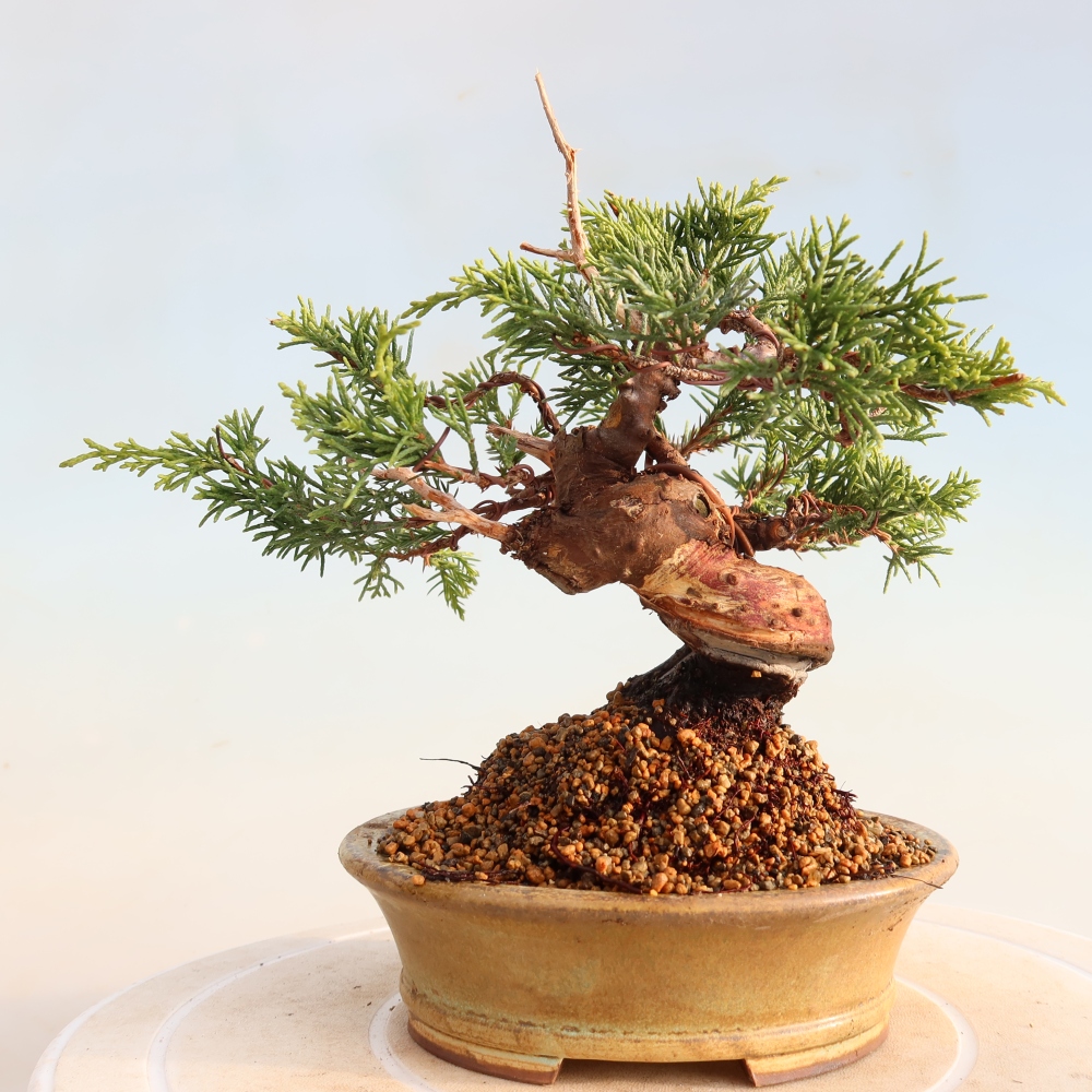 Bonsai für draußen - Juniperus chinensis Itoigawa