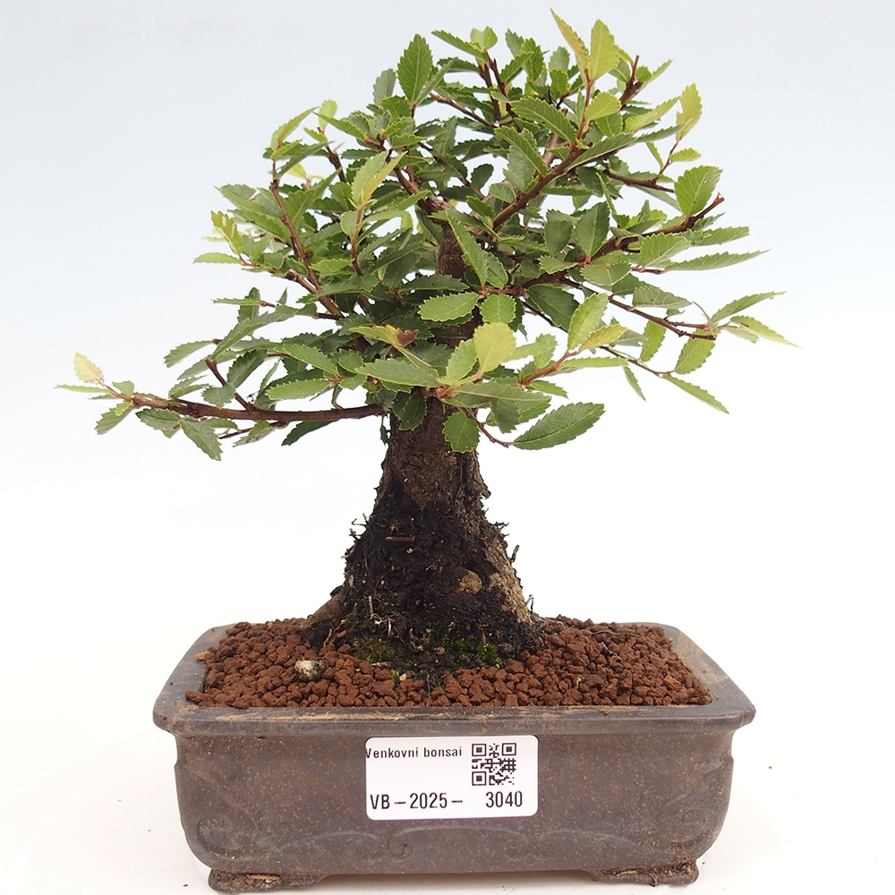 Bonsai für draußen - Zelkova - Zelkova NIRE