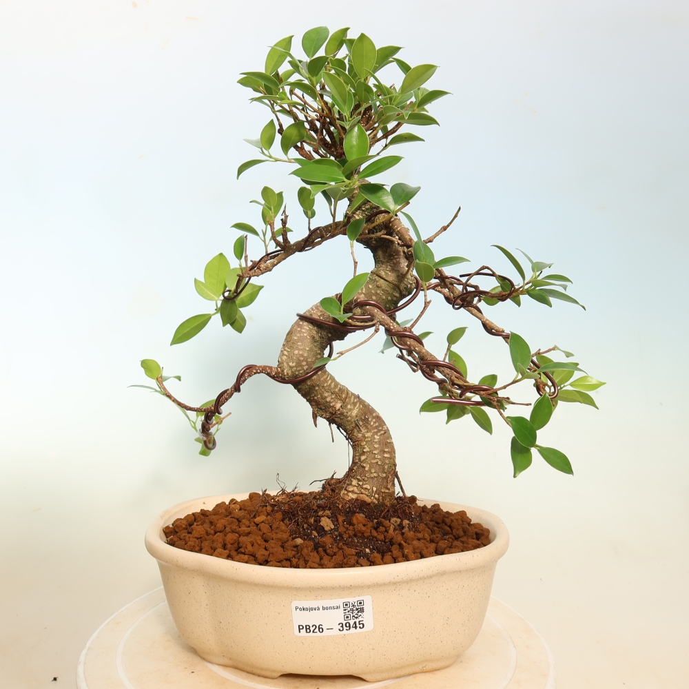 Zimmerbonsai - Ficus kimmen - Kleinblättriger Ficus