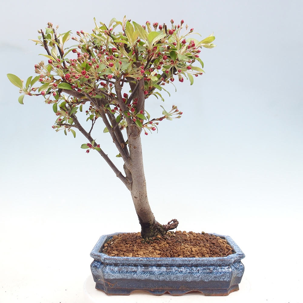Outdoor-Bonsai -Malus domestica - Kleinfrüchtiger rotblättriger Apfelbaum