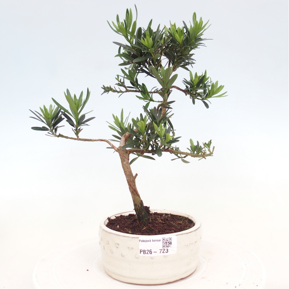 Zimmerbonsai - Podocarpus - Stein-Eibe