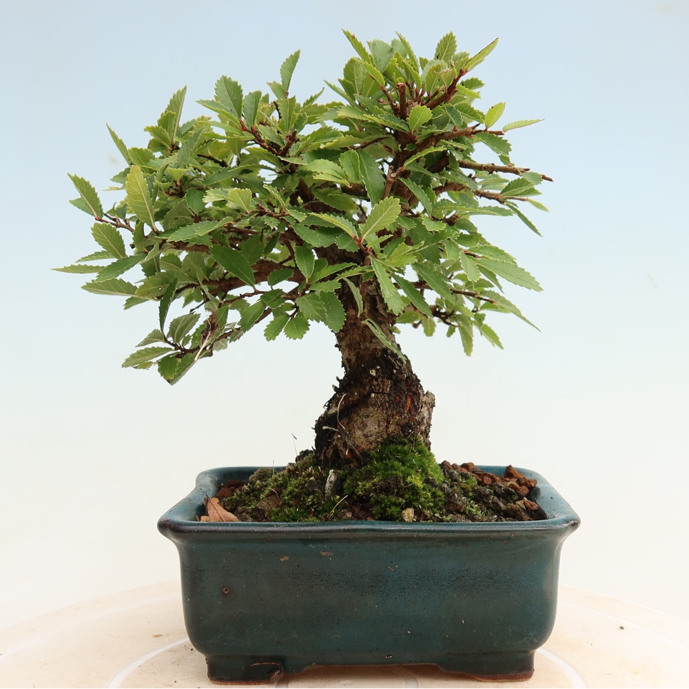 Bonsai für draußen - Zelkova - Zelkova NIRE