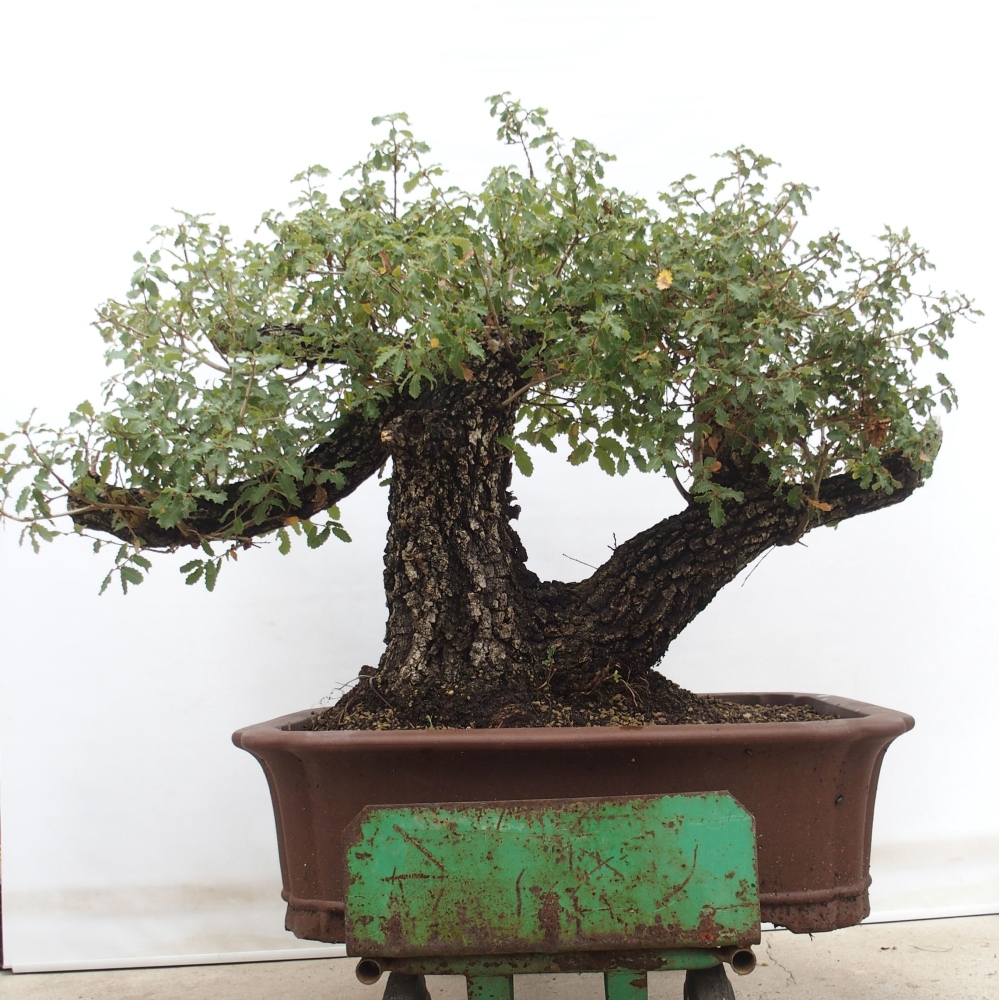 Yamadori - Quercus Ilex - Eichenstechpalme