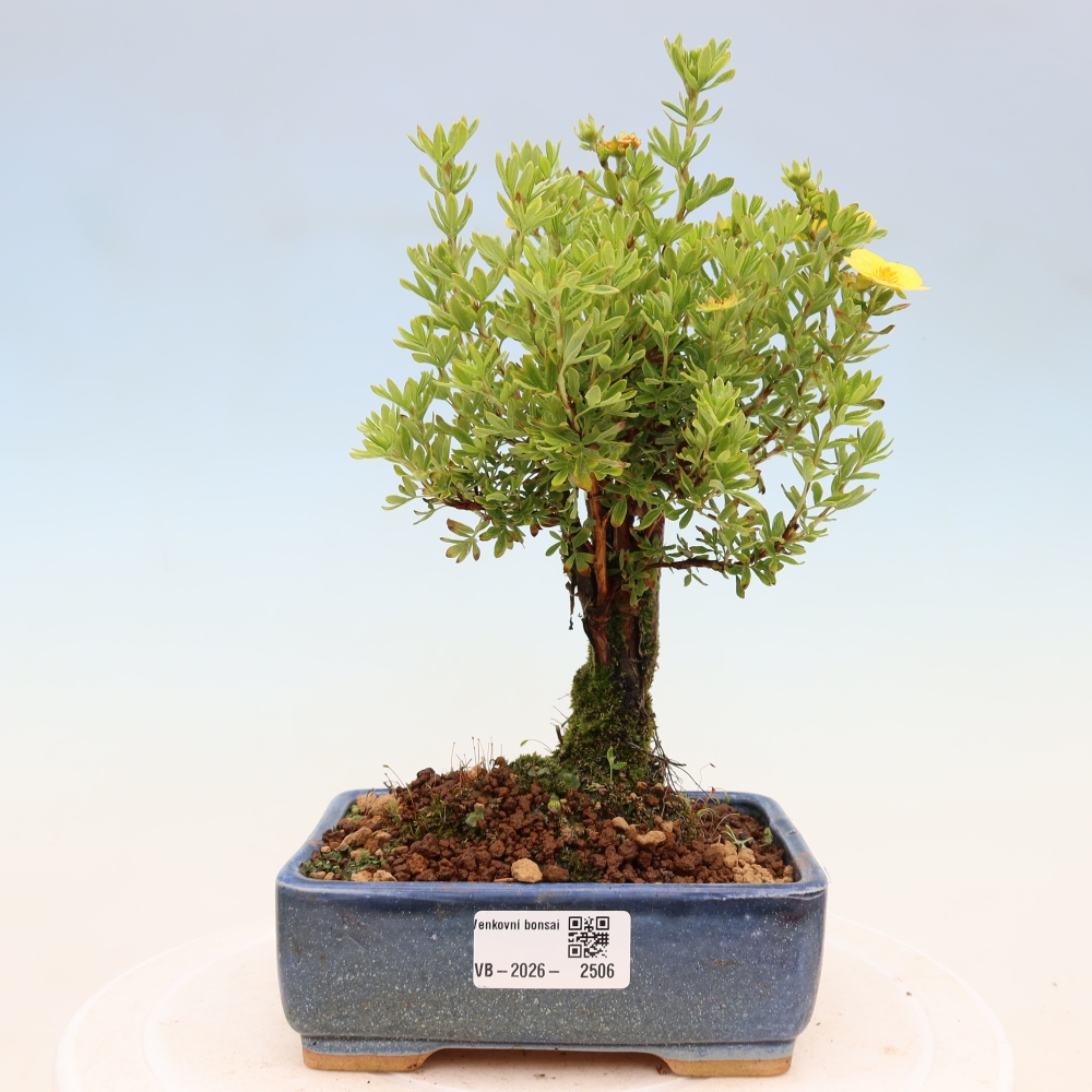 Bonsai für draußen - Potentila fruticosa