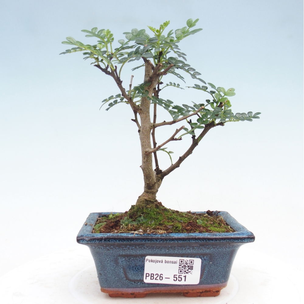 Zimmer Bonsai - Zantoxylum piperitum - Pfefferbaum