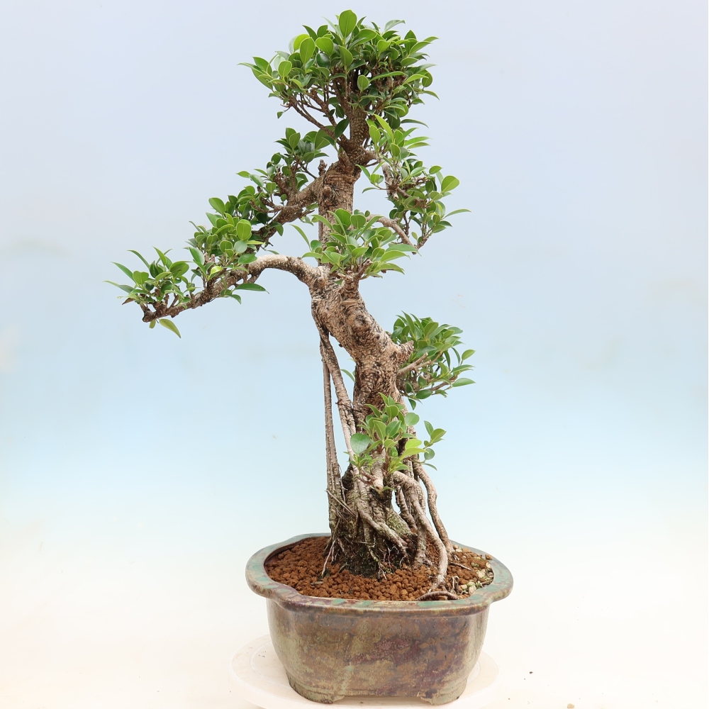 Zimmerbonsai - Ficus kimmen - Kleinblättriger Ficus