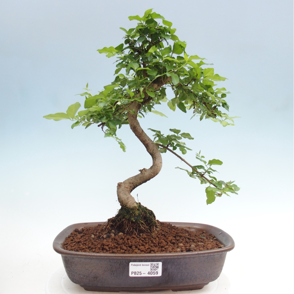 Zimmer Bonsai -Ligustrum chinensis - Vogelschnabel