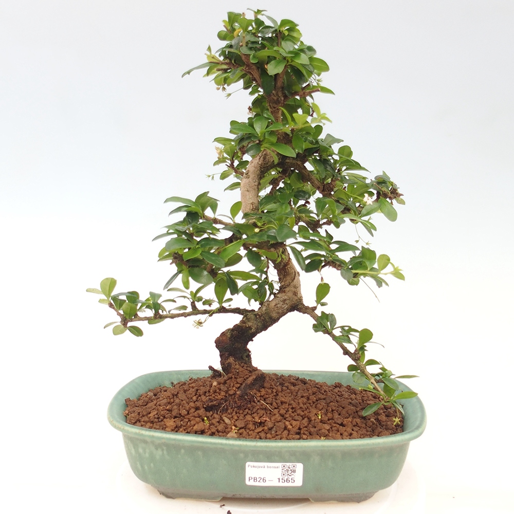 Zimmer-Bonsai - Carmona macrophylla - Tee-Fuki