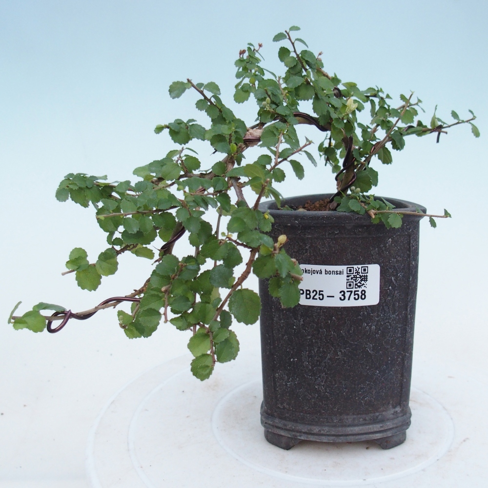 Zimmerbonsai - Grewia sp. - Grewia malafolia