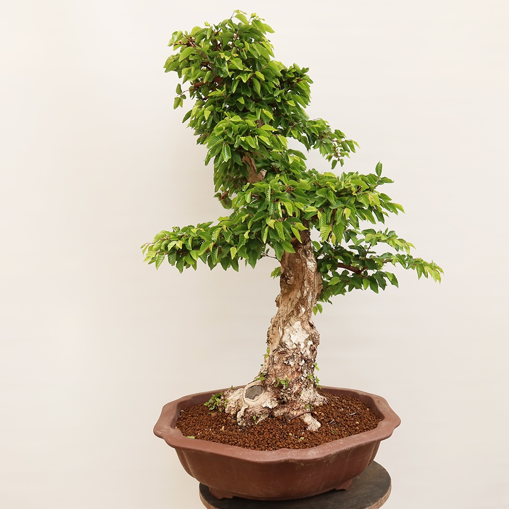 Bonsai für draußen - Karpinus Coreana - Koreanische Hainbuche