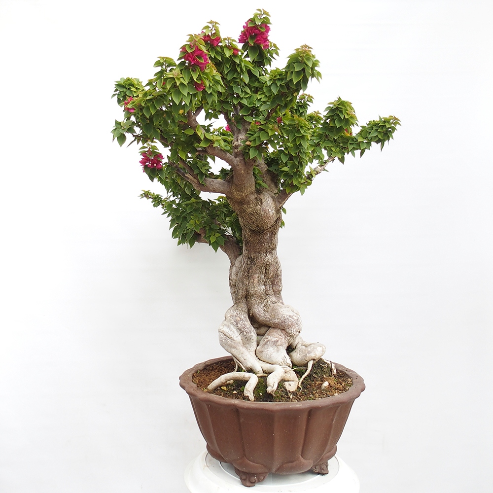 Zimmer Bonsai - Bouganwilea