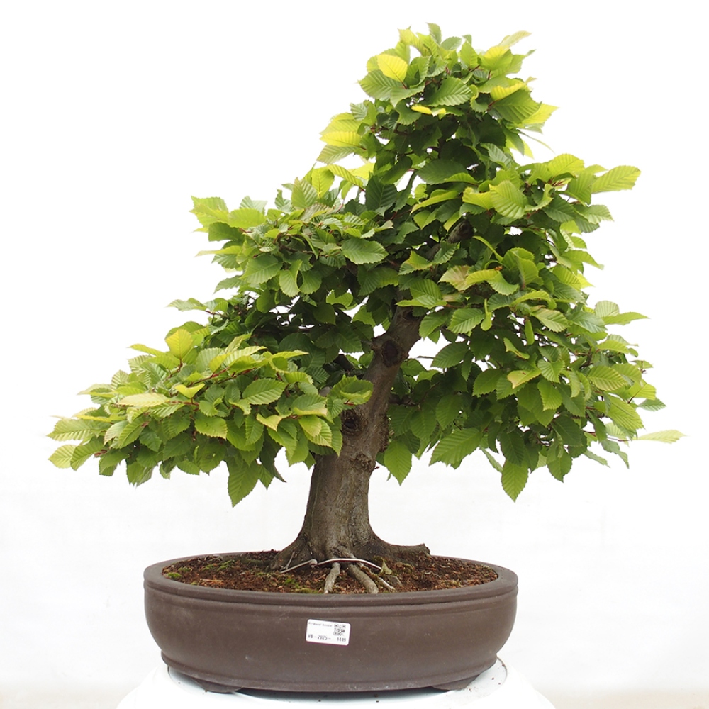Bonsai für draußen - Hainbuche - Carpinus betulus