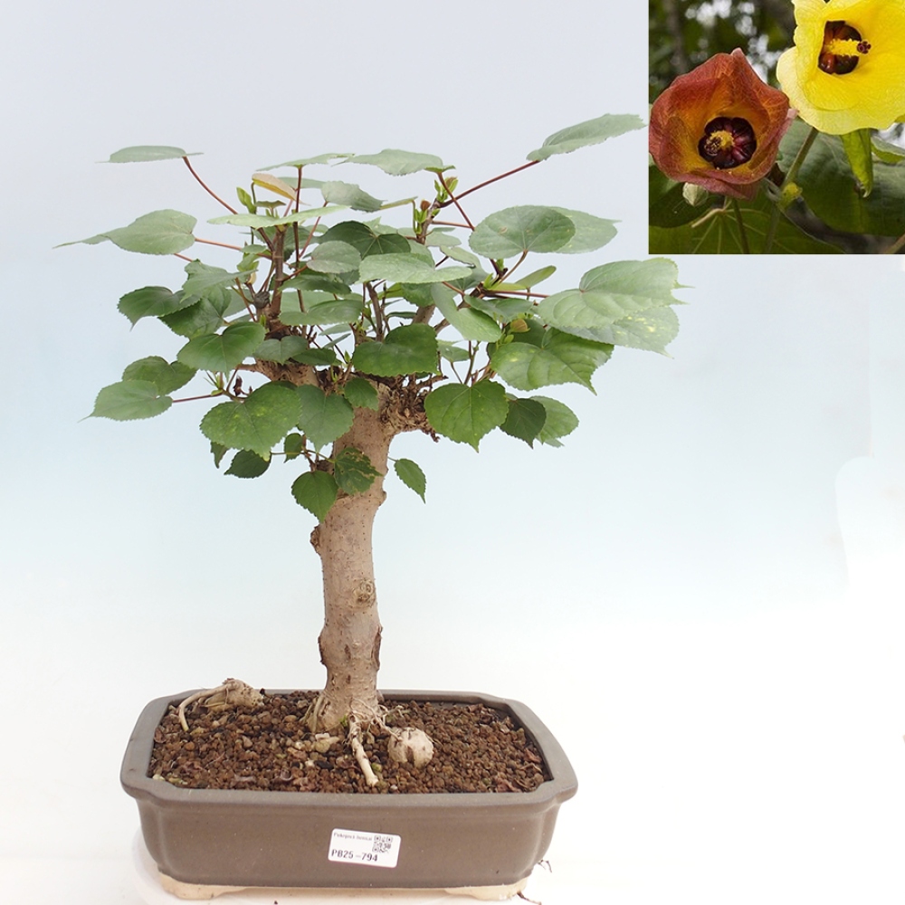 Zimmerbonsai - Hibiscus tiliaceus - Meeres-Hibiskus