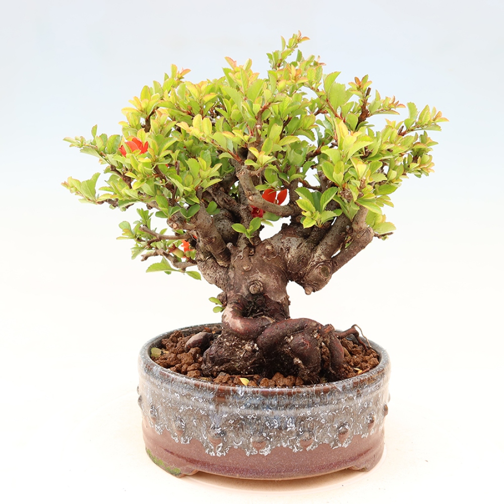 Bonsai für draußen - Chaneomeles speciosa Chojubai