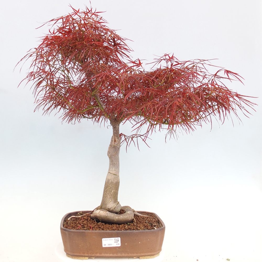 Bonsai für draußen - Acer palmatum RED PYGMY