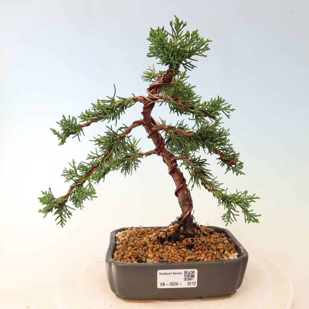 Bonsai für draußen - Juniperus chinensis Kishu