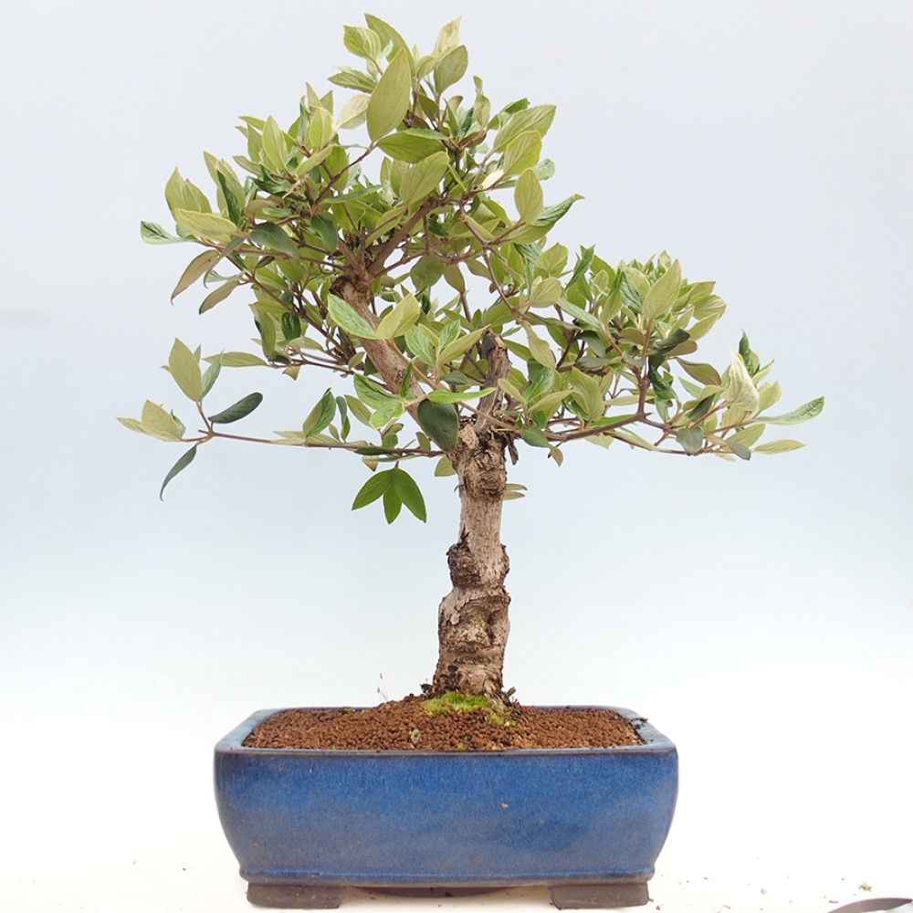 Bonsai für draußen - Kalina Bodnanská - Viburum carlesii hemsi