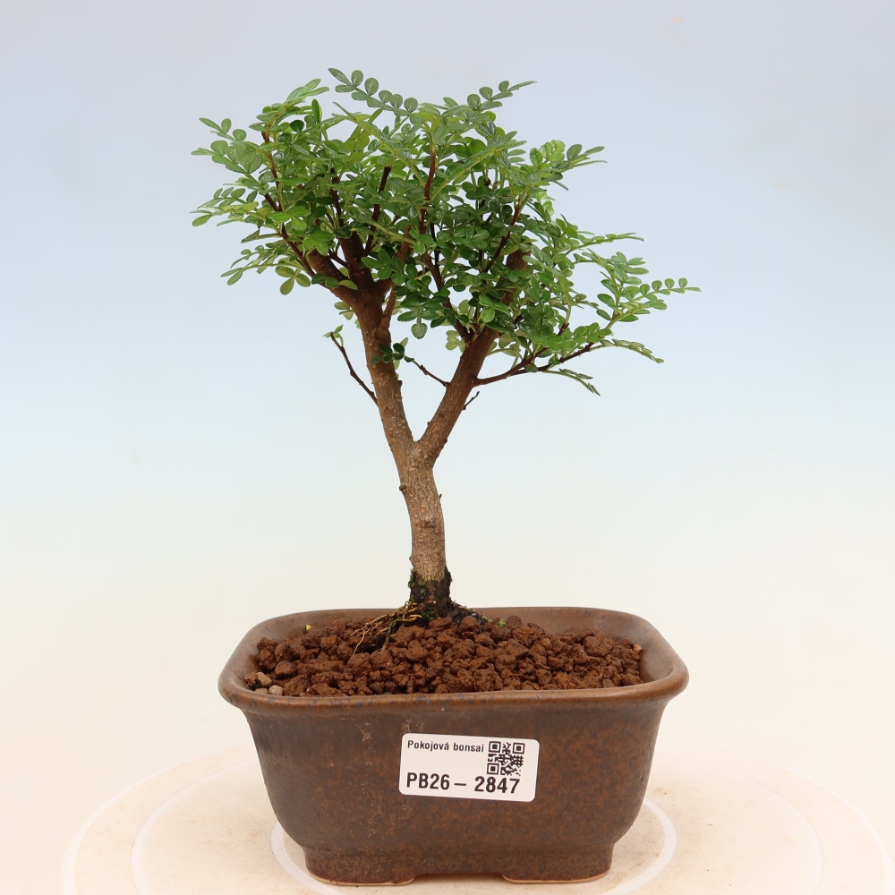 Zimmer Bonsai - Zantoxylum piperitum - Pfefferbaum