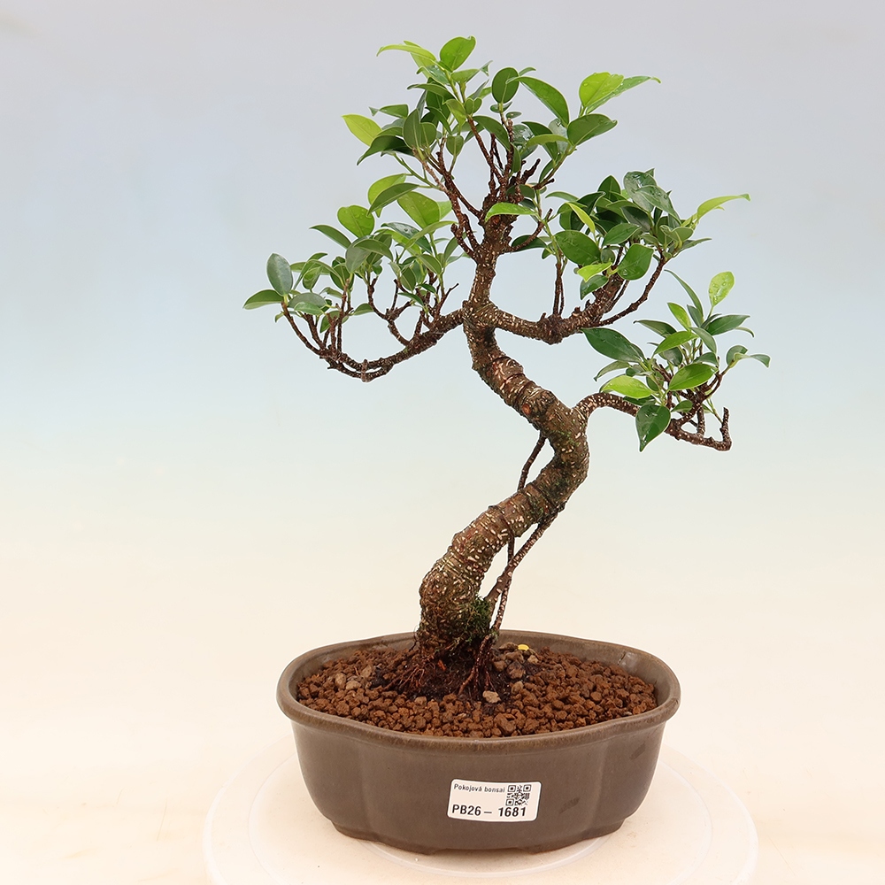 Zimmerbonsai - Ficus retusa - Kleinblättriger Ficus