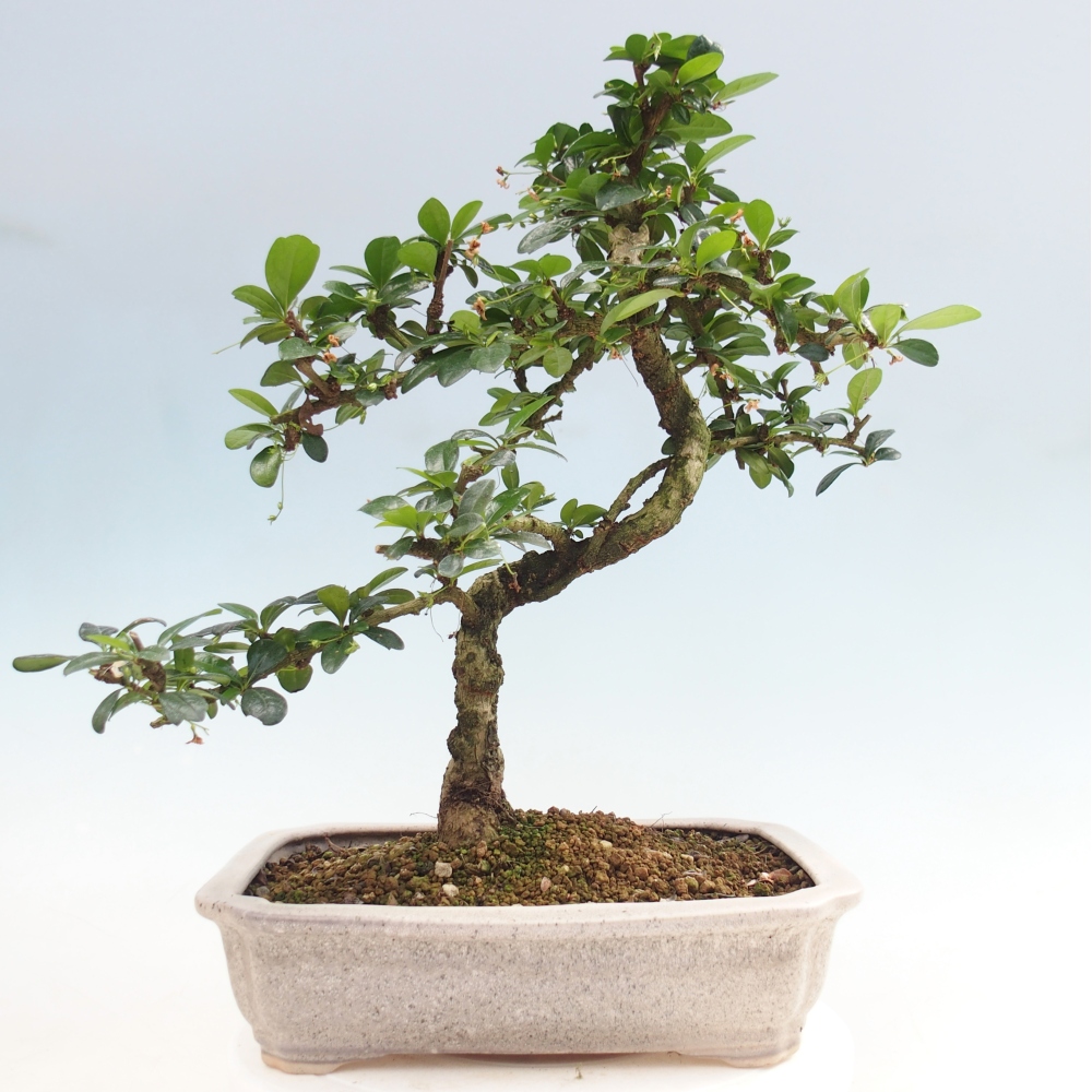 Zimmer-Bonsai - Carmona macrophylla - Tee-Fuki