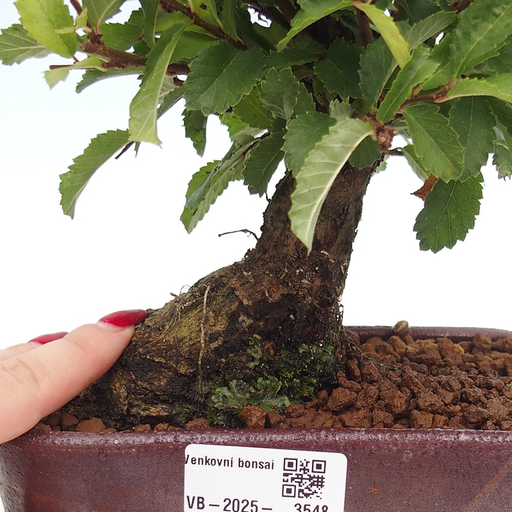 Bonsai für draußen - Zelkova - Zelkova NIRE