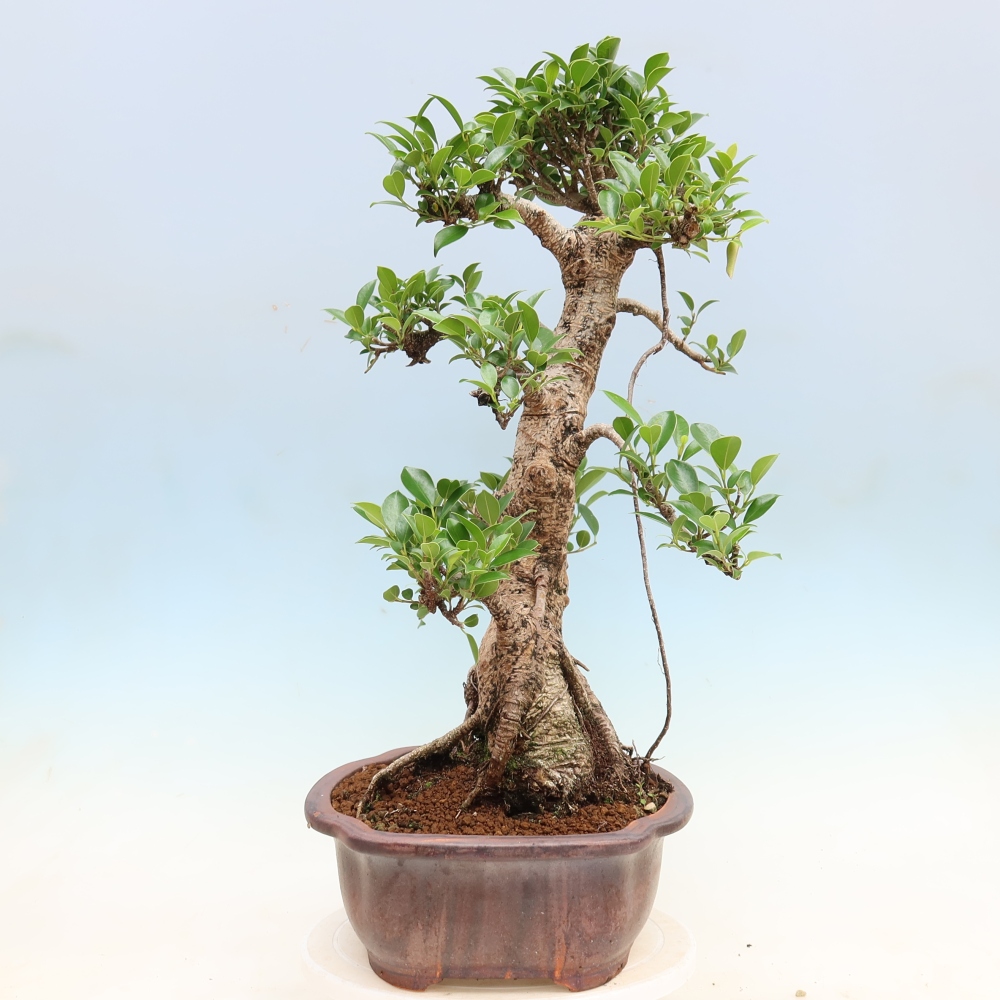 Zimmerbonsai - Ficus kimmen - Kleinblättriger Ficus