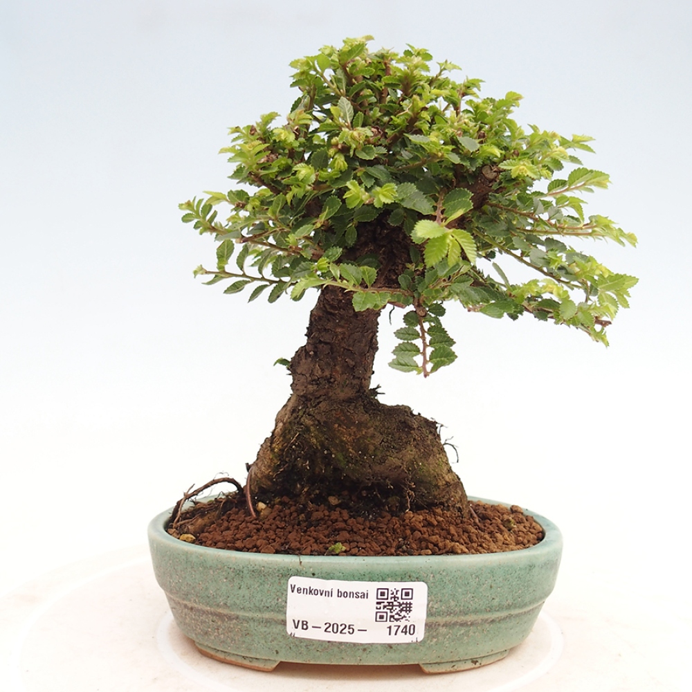 Bonsai für draußen - Ulmus parvifolia Hokkaido - Chinesische Ulme