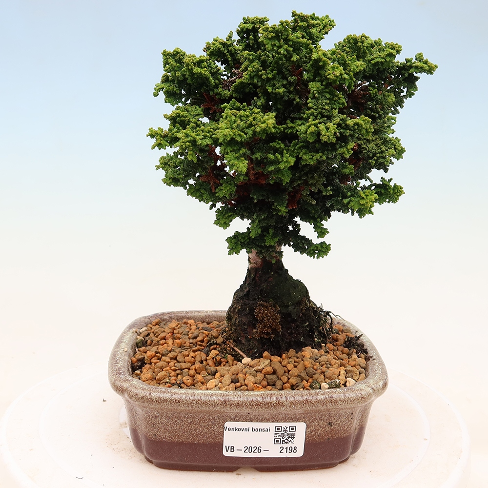 Bonsai für draußen - Cham. obtusa SEKKA HINOKI - Zypresse
