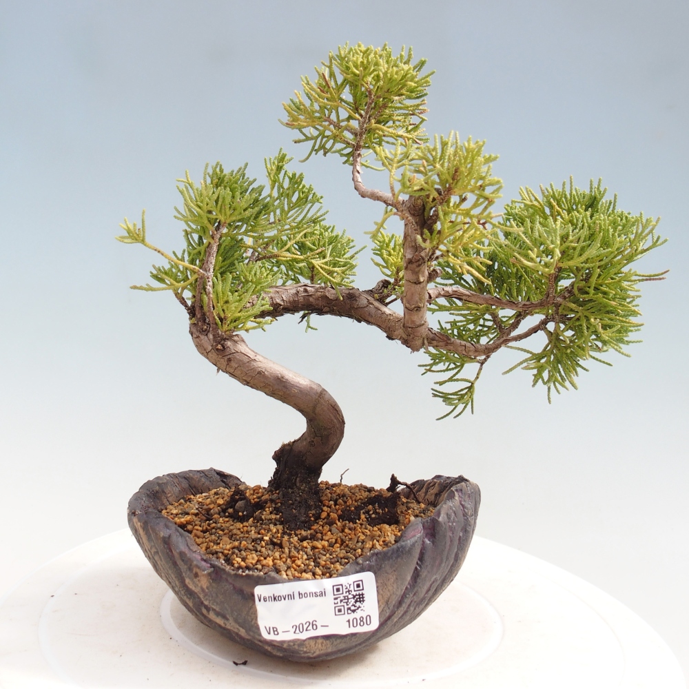 Bonsai für draußen - Juniperus chinensis Kishu