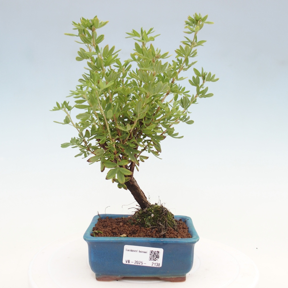 Bonsai für draußen - Potentila fruticosa gelber Vogel