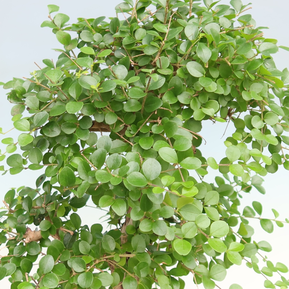 Zimmerbonsai -Ligustrum retusa - Kleinblättriger Vogelschnabel