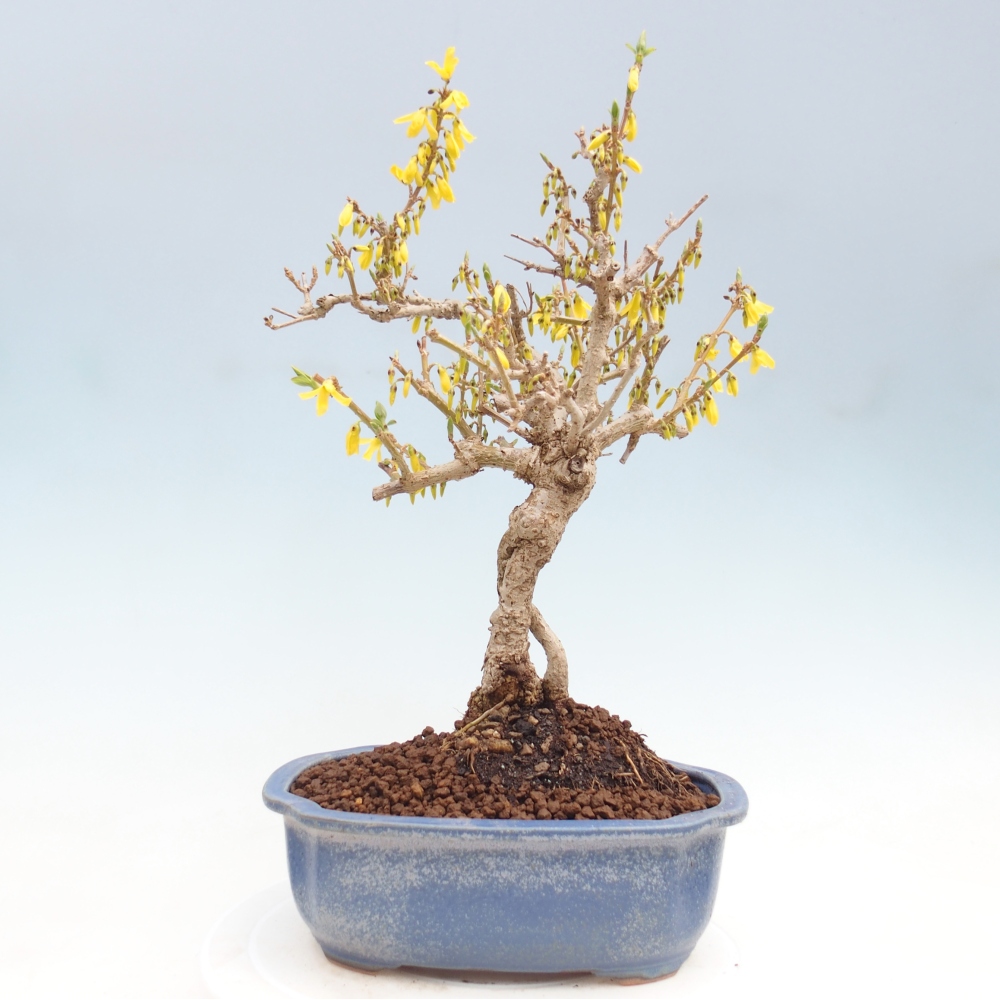 Bonsai für draußen - Zlatice - Forsythia koreana