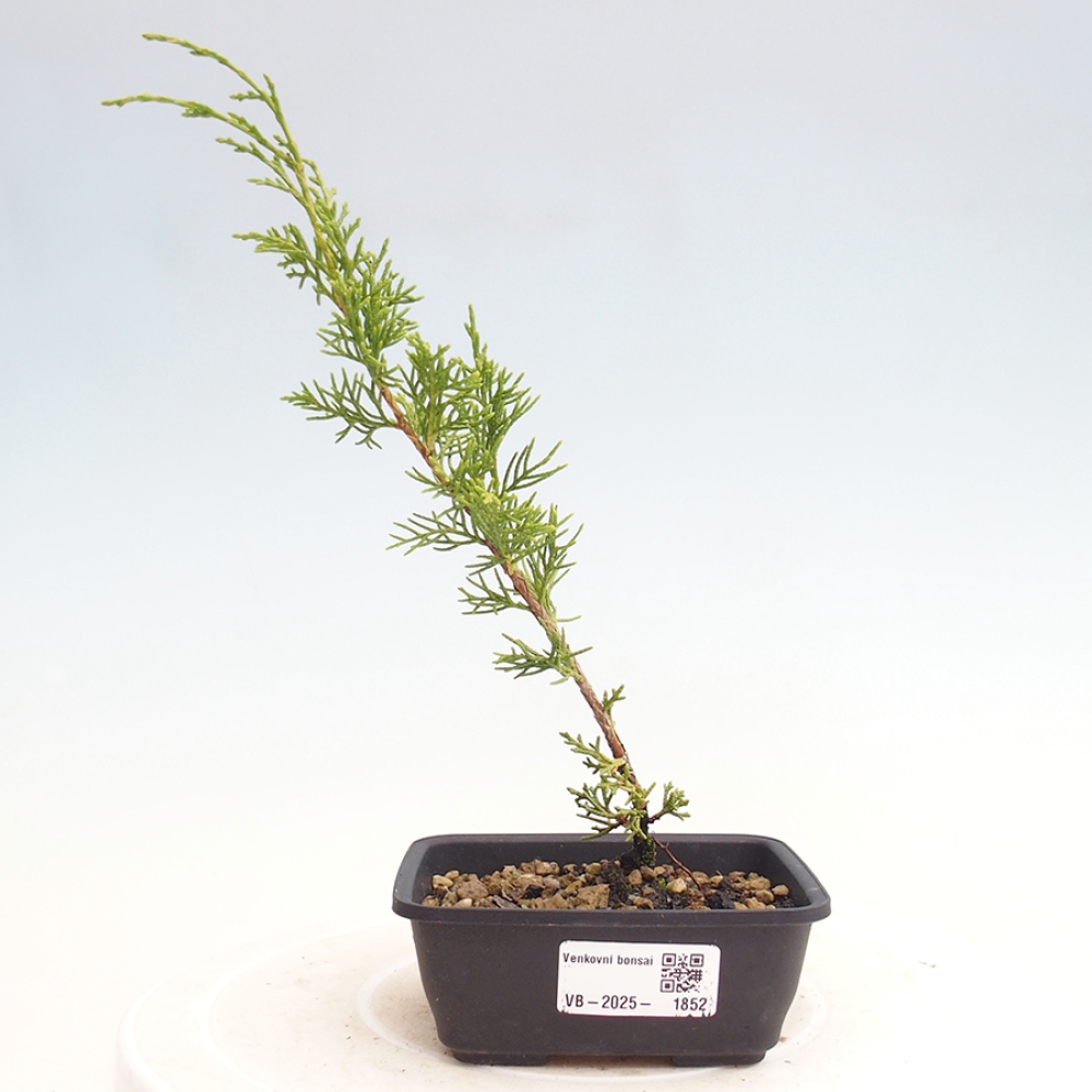 Bonsai für draußen - Juniperus chinensis Itoigawa