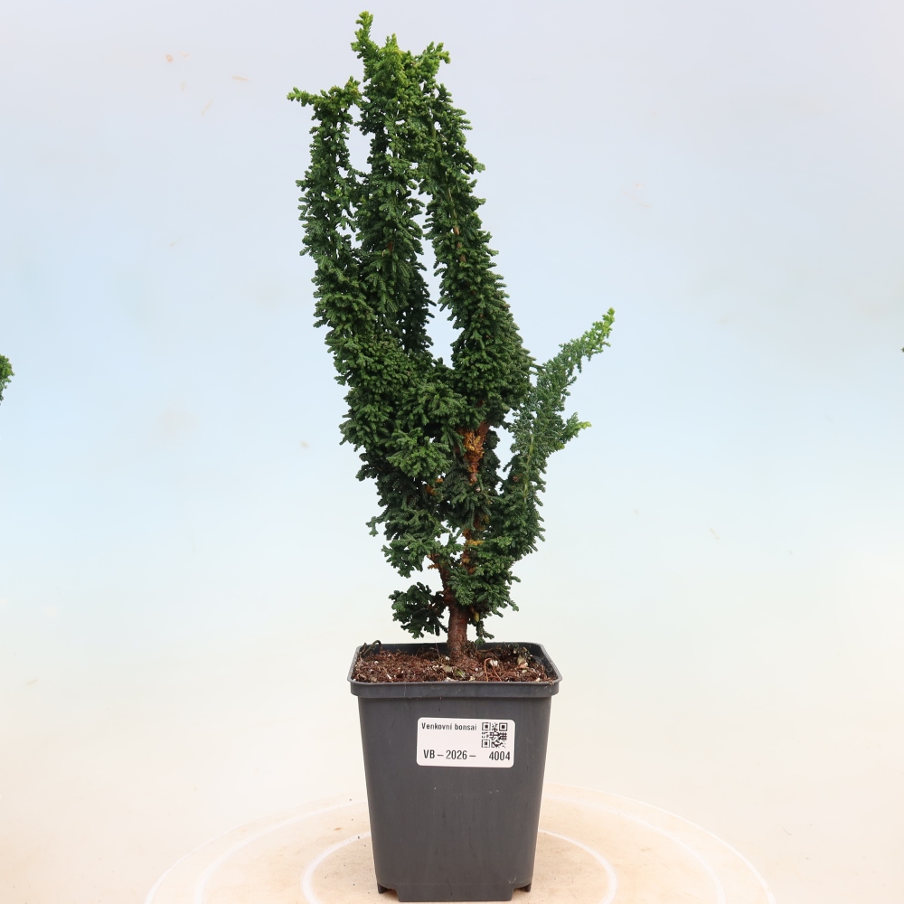 Bonsai für draußen - Cham. obtusa SEKKA HINOKI - Zypresse