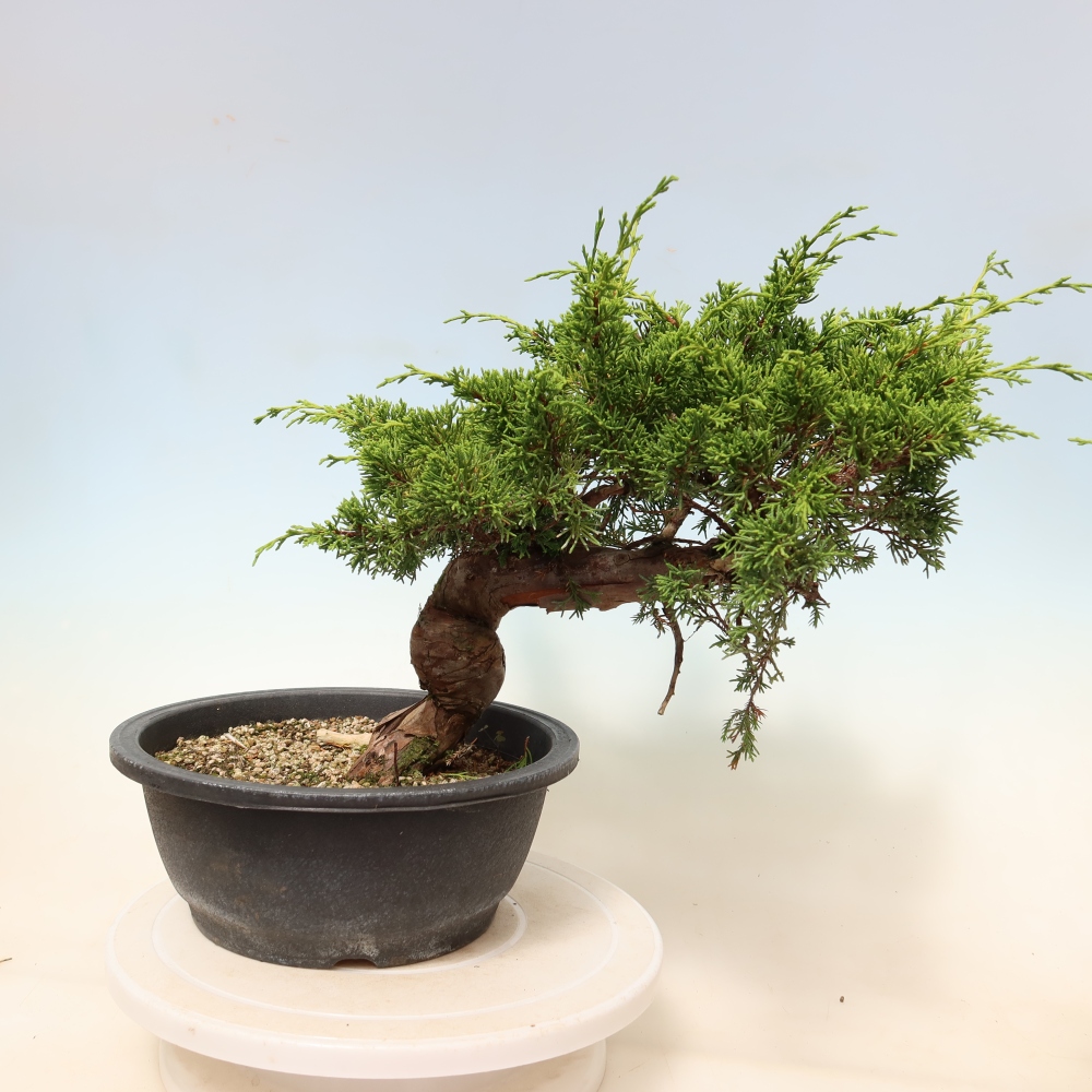 Bonsai für draußen - Juniperus chinensis Itoigawa-Juniperus chinensis