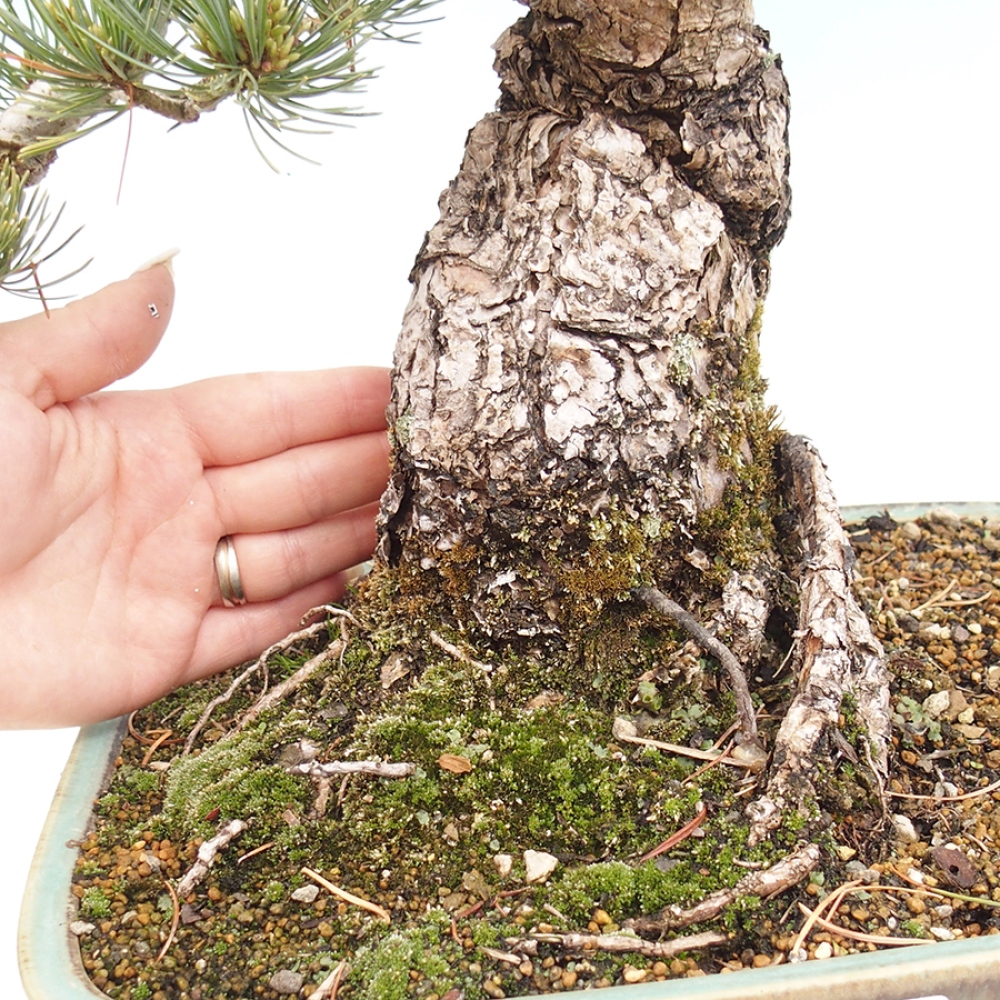 Bonsai für draußen - Pinus parviflora - Pinus parviflora