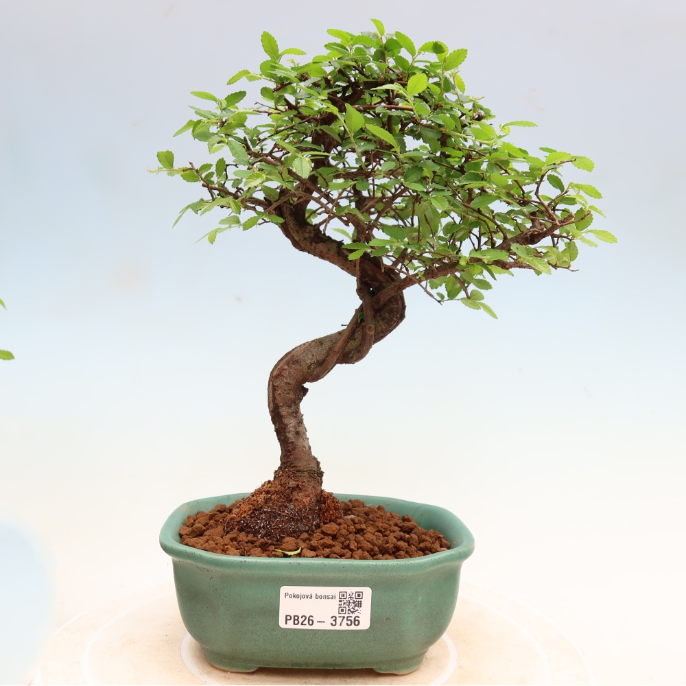 Zimmerbonsai - Ulmus parvifolia - Kleinblättrige Ulme
