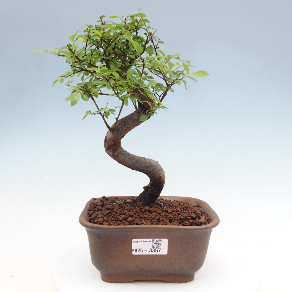 Zimmerbonsai - Ulmus parvifolia - Kleinblättrige Ulme