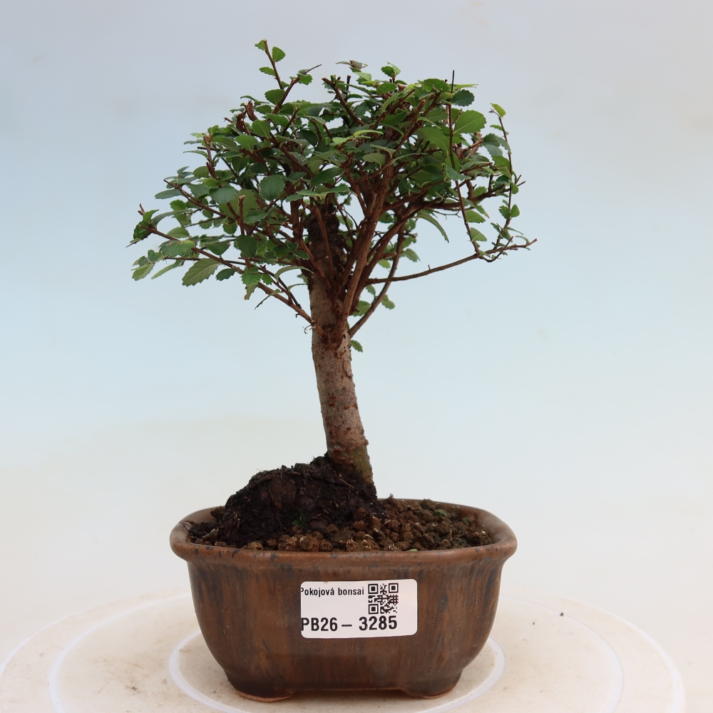 Zimmerbonsai - Ulmus parvifolia - Kleinblättrige Ulme