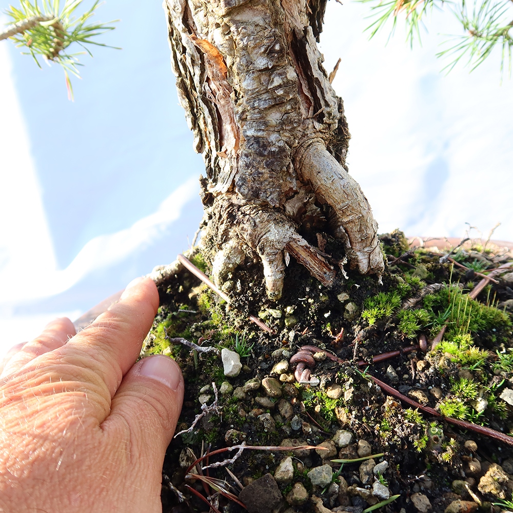 Pinus sylvestris Spanien – Waldkiefer