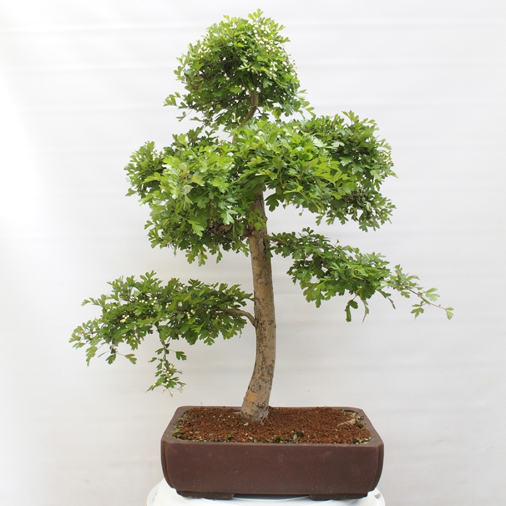 Bonsai für draußen - Weißdorn - Crataegus monogyna