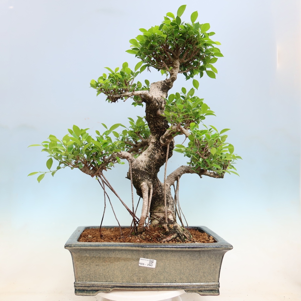 Zimmerbonsai - Ficus kimmen - Kleinblättriger Ficus