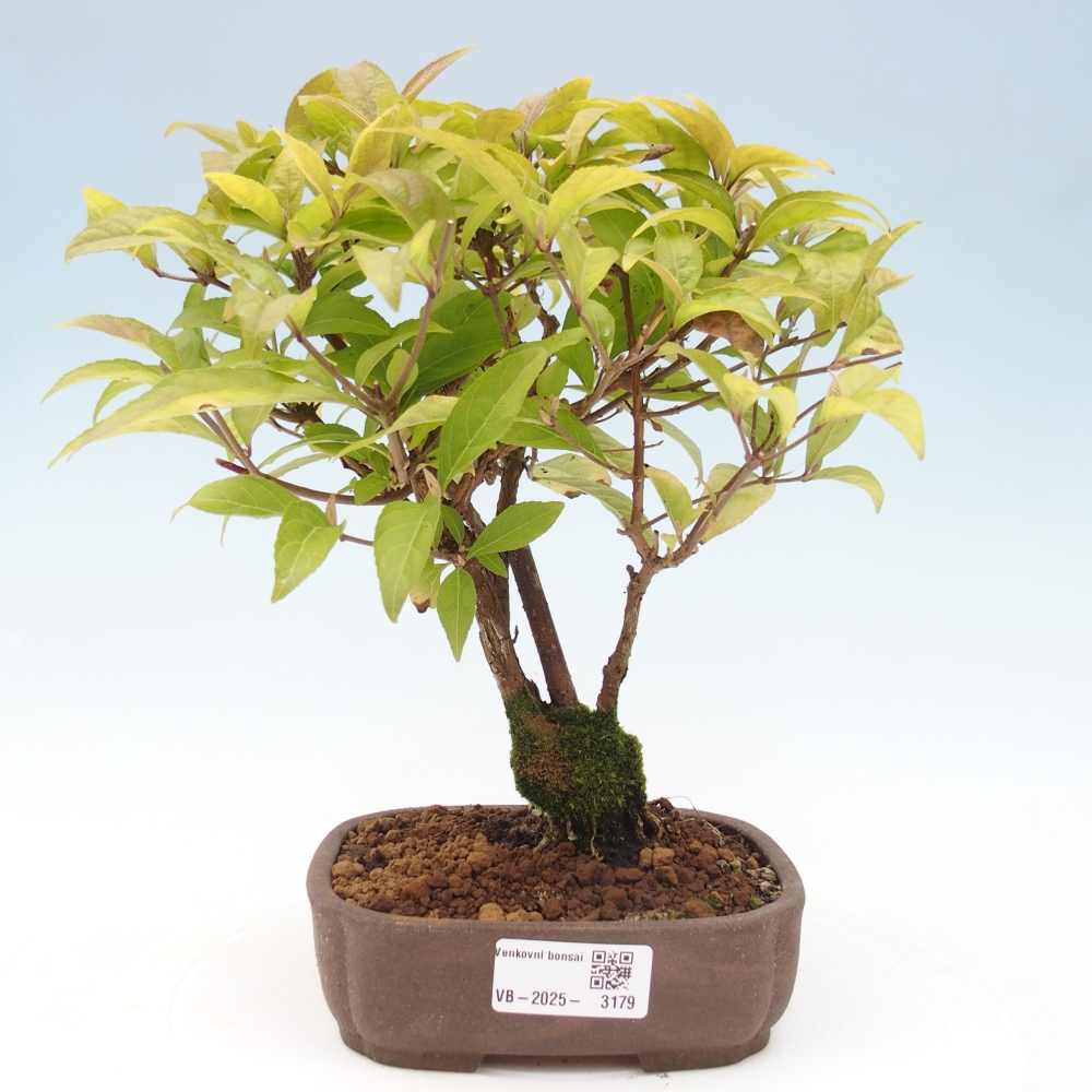 Bonsai für draußen - Callicarpa japonica