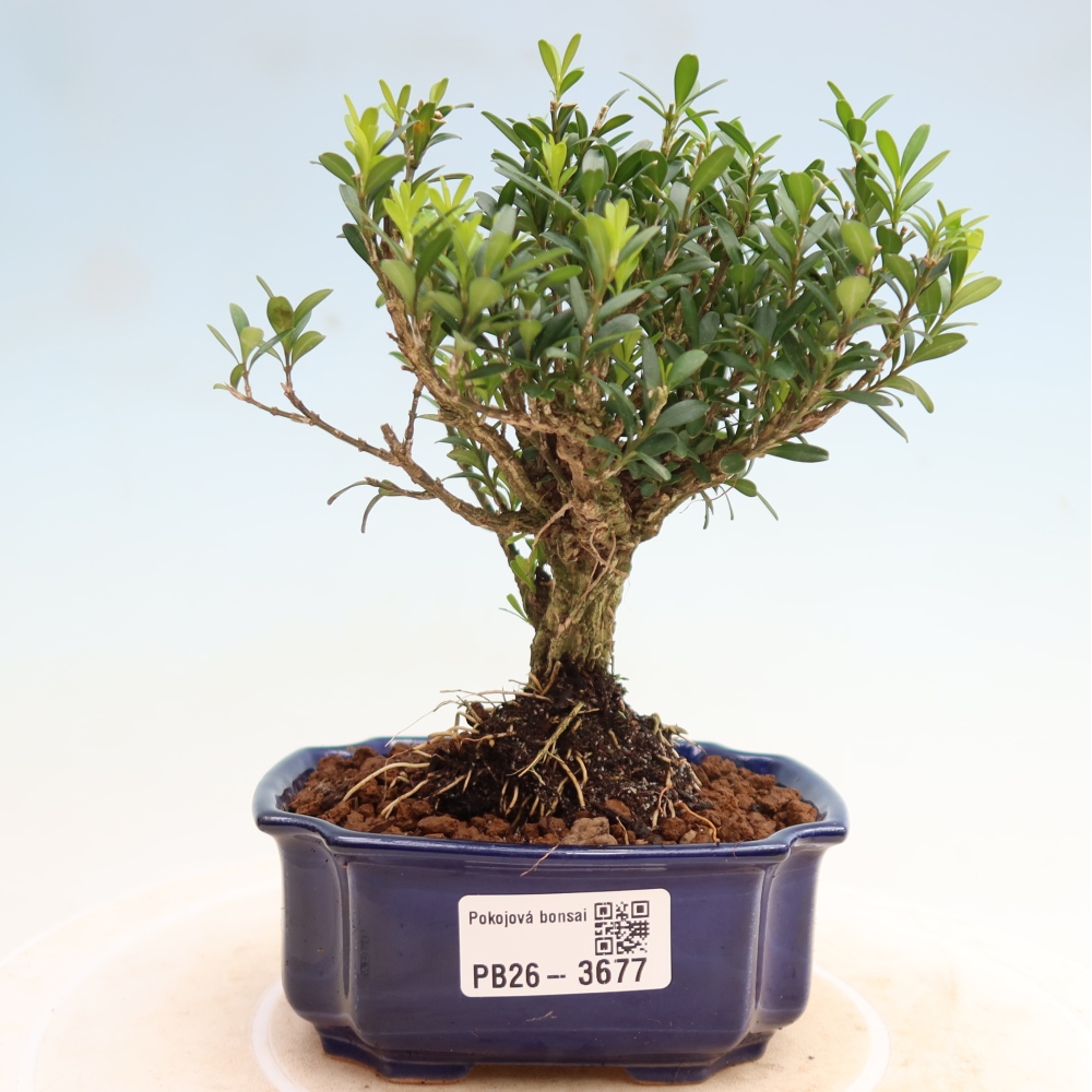 Zimmer Bonsai - Buxus harlandii - Korkbuxus