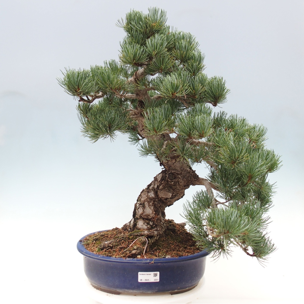 Bonsai für draußen - Pinus parviflora - Pinus parviflora