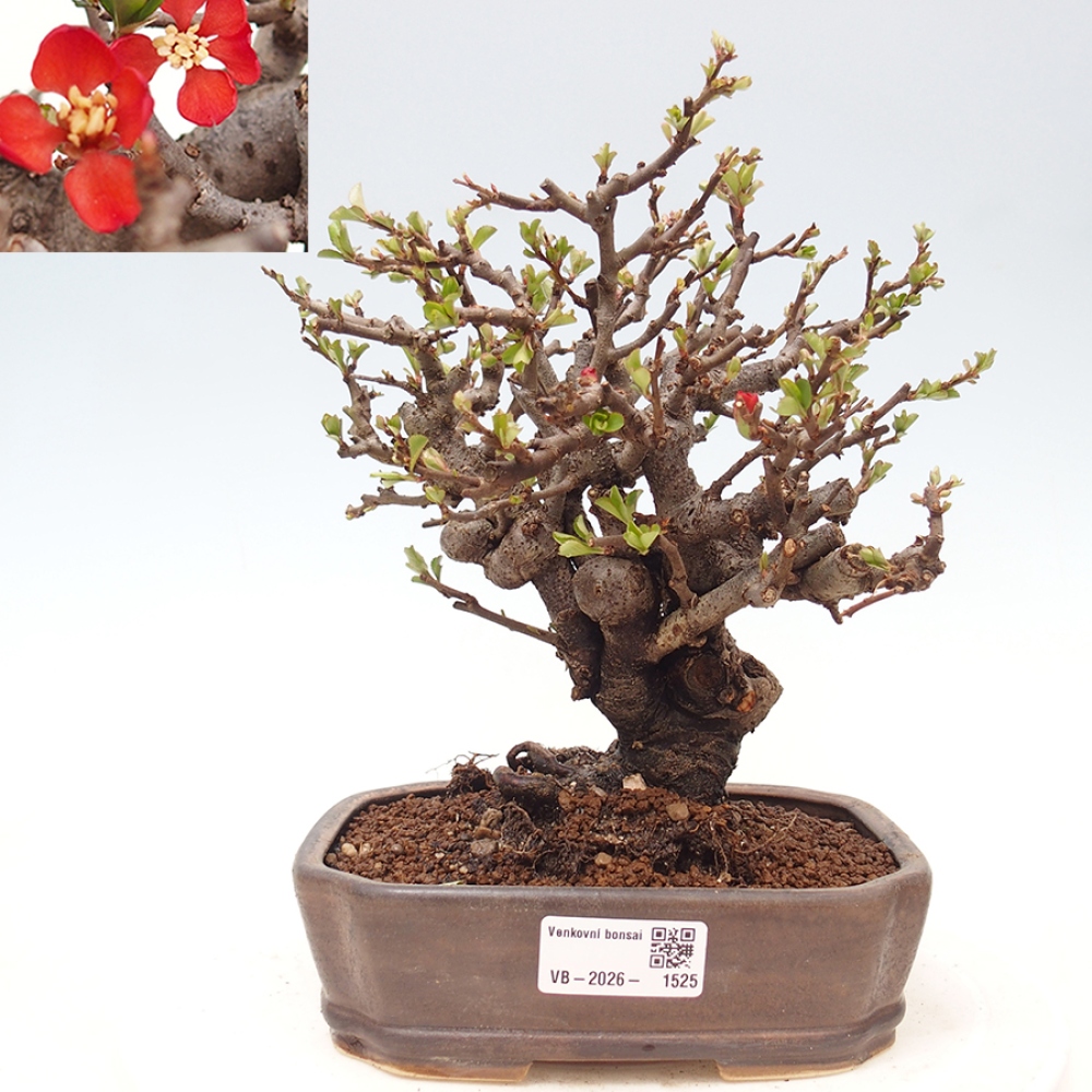 Bonsai für draußen - Chaneomeles speciosa - Quitte