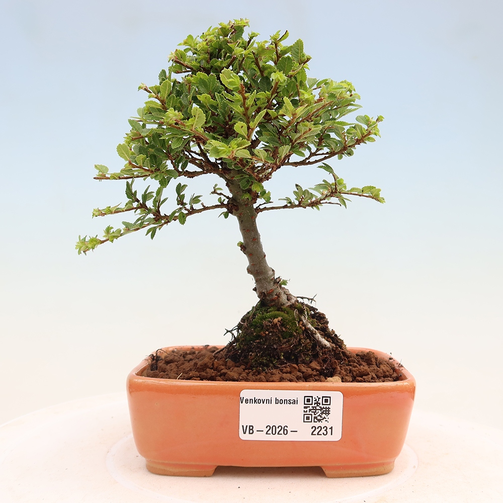 Bonsai für draußen - Ulmus parvifolia Sagei - Kleinblättrige Ulme