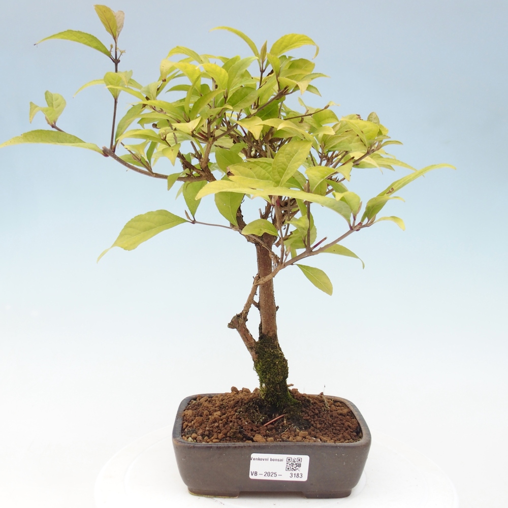Bonsai für draußen - Callicarpa japonica